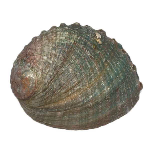 abalone shell